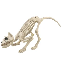 Skelet kat